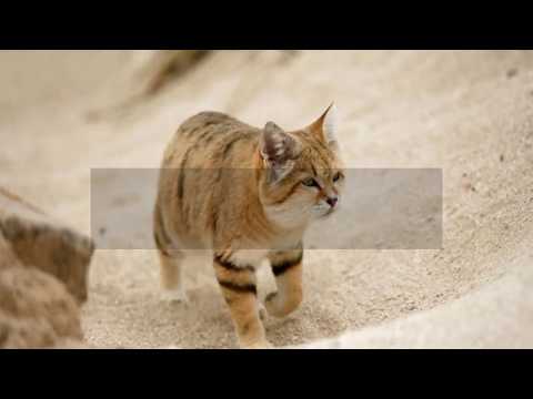 Interesting Sand Cat Facts