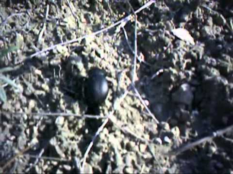 Happy Birthday Dear Marco