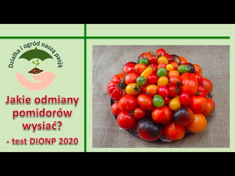 , title : 'Jakie odmiany pomidorów wysiać? - test DIONP 2020'