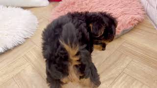 ハーフ犬の動画02