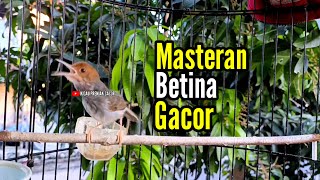 Download lagu PRENJAK BETINA [ Masteran Prenjak Betina Gacor Istimewa Suara Jernih cocok juga buat Pancingan ] mp3