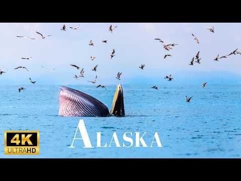 Wild Alaska 4k: Alaska's Wildlife, Life in Alaska| Relaxing Music | Scenic Relaxation Film