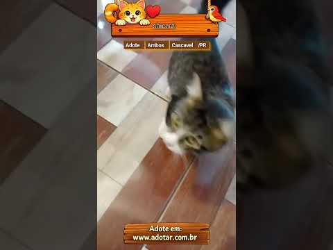 Vídeo de shicará