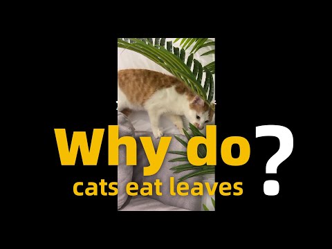 Why do cats eat leaves? 🍃| Is this normal phenomenon?