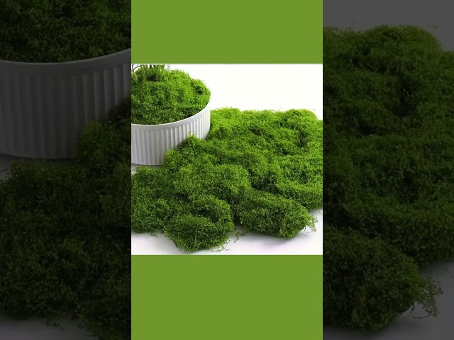 Vídeo relacionado con ChaneeHann 200g Musgo Artificial Verde Oscuro y Verde Claro 100g Cada uno, para Pared, Habitación Infantil, Acuario, Maquetas, Plantas Artificiales, Decoración de Habitaciones
