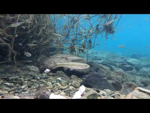 20231112 Parece invierno por la mañana y por la noche. El nivel del agua está bajando. No hay peces grandes a la vista. Estaría bien si corriera río abajo. Los peces pequeños nadan felices. [Acuario Minamiasakawa]