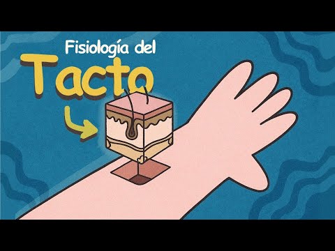 ✅Así funciona el Sentido del Tacto (animación)