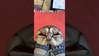 Making a Bluestar therian mask! #therian #therianthropy #furry #funny #therianmask #quadrobics