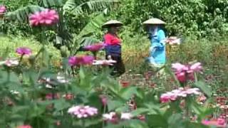 preview picture of video '(3/7) Tomohon Flower Festival 2008'