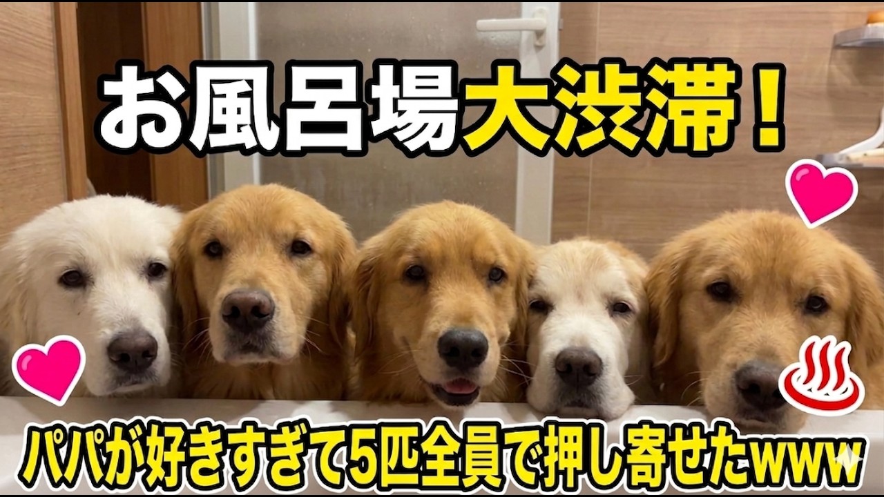 【大惨事】パパがお風呂に入ったら、大型犬5匹が一斉に押し寄せてきましたwww