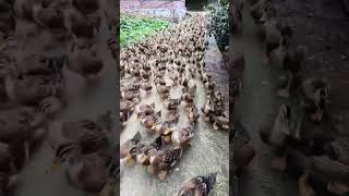 Download lagu Suara bebek ratusan berkumpul bikin rame suasana 🦆🐤 #bebek #duck #animal #sound #viral mp3 Download lagu Suara bebek ratusan berkumpul bikin rame suasana 🦆🐤 #bebek #duck #animal #sound #viral mp3