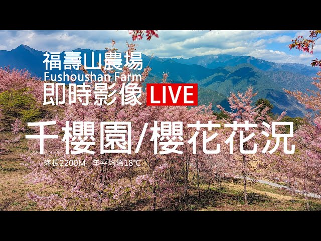 福壽山農場【千櫻園/櫻花花況】即時影像