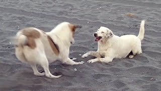 Lovely Homless Dogs Playing on the Beach - Animalz TV