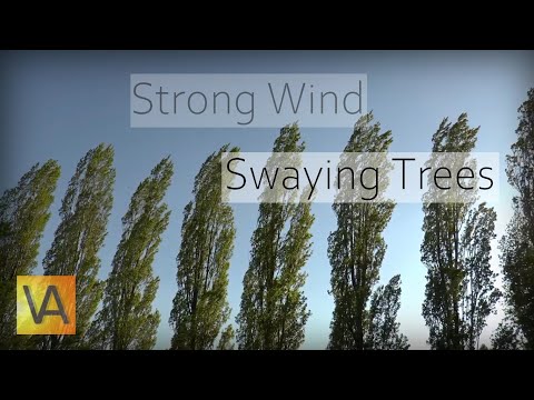 Strong Wind Blowing Through Trees (Natural White Noise/Relaxing Sound for Sleeping)