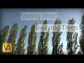 Strong Wind Blowing Through Trees Natural White Noise Relaxing Sound For Sleeping