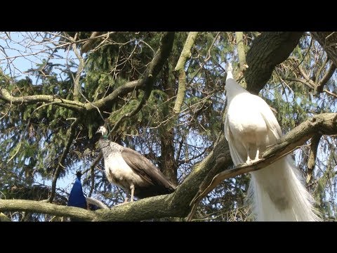 Nordhorn-Stadtflur: Wilde Pfauen nerven Anwohner | GN-Online