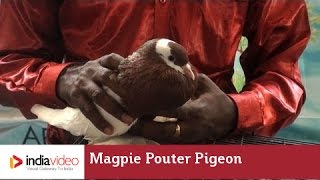 Magpie Pouter Pigeon 