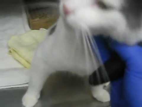 Luanne brushing video used