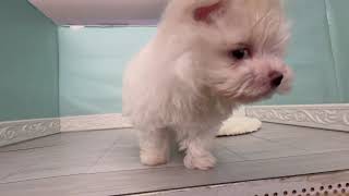 ハーフ犬の動画01