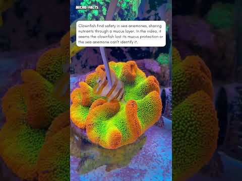 Live feeding rainbow carpet anemone #saltwaterfishtank