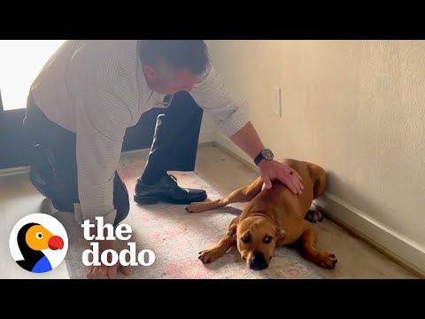 Guy Comes Home From Work With A Stray Dog | The Dodo