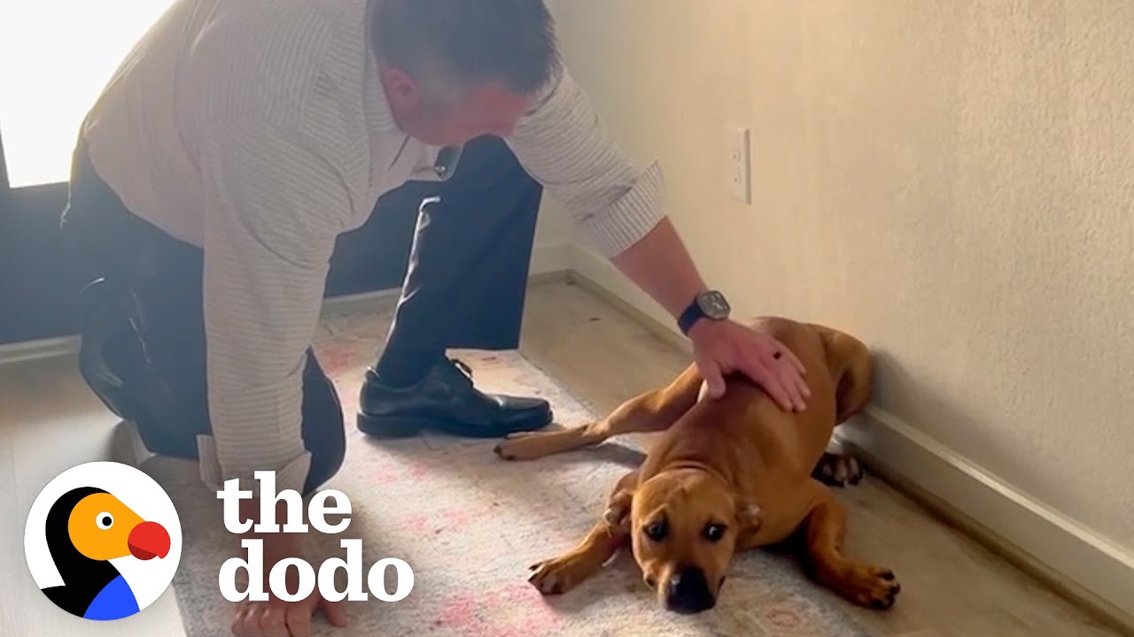  Guy Comes Home From Work With A Stray Dog | The Dodo video's thumbnail by The Dodo