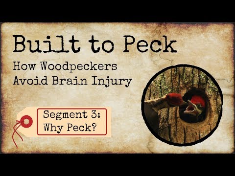How Woodpeckers Avoid Brain Injury, Segment 3:Why Peck?
