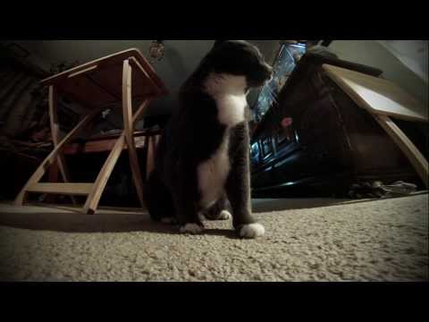 GoPro Abby the tabby cat chasing laser light