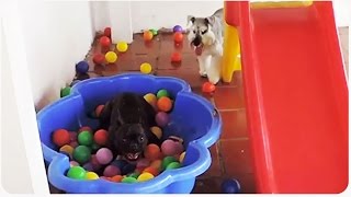 This dog is seeing ball pits for the first time