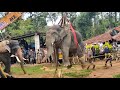 Capturing Elephant In Kodagu Somwarpet Kodlipet Virajpet Aluru Saklespura Hassan