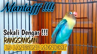 Download lagu Suara Burung Lovebird NGEKEK PANJANG, Pancingan Lovebird PALING CEPAT BIKIN BUNYI mp3