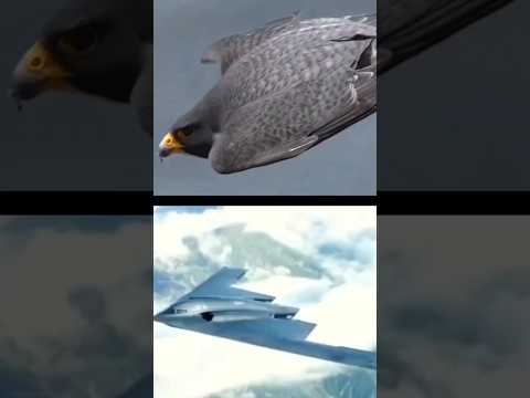 B-2 Stealth Bomber 💀 VS Peregrine Falcon 🦅 When engineers copy nature ☠️ #b2bomber #falcon