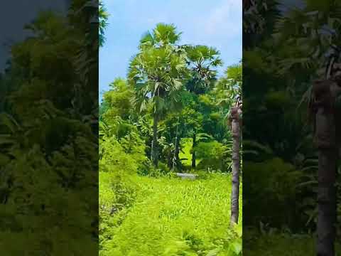 dhanraj kumar yadav❤️‍🩹❤️‍🩹❤️‍🩹❤️‍🩹❤️‍🩹❤️‍🩹❤️‍🔥❤️‍🔥❤️‍🔥❤️‍🔥❤️‍🔥❤️‍🔥❤️‍🔥❤️‍🔥