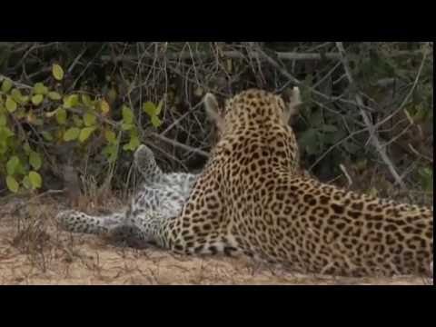 Safari Live Videos-Sunset Drive- July 02- Charlotte down from the tree- grooming-play time