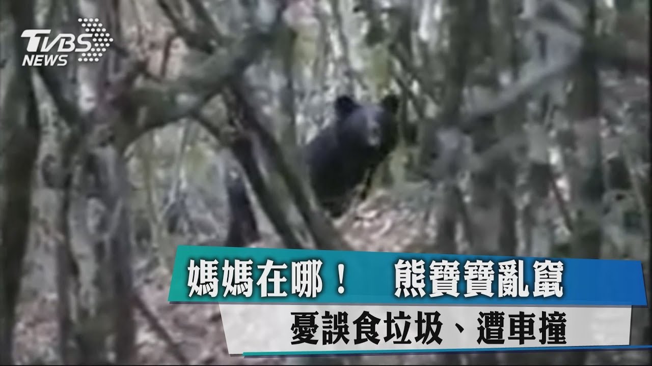 媽媽在哪?熊寶寶亂竄 憂誤食垃圾、遭車撞