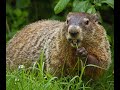 What to Do If...You Have a Groundhog Problem!
