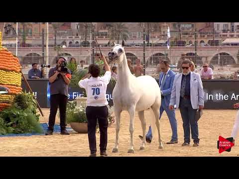 N.70 OMEL AISHA ALJASSIMYA - Menton 2018 - 4-6 Years Old Mares (Class 4)