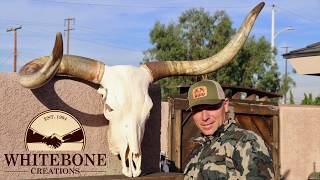 HOW TO CLEAN A LONGHORN BULL SKULL &quot;DEAD HEAD&quot;