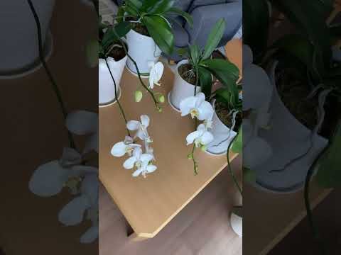 重曹を使って蘭に再び花を咲かせる方法は？すべきこととしてはいけないこと  庭園