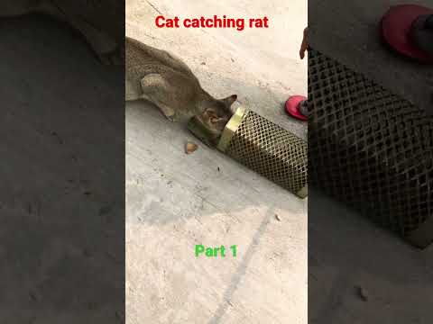 Cat catching rat#viral#shorts#comment for part 2😍