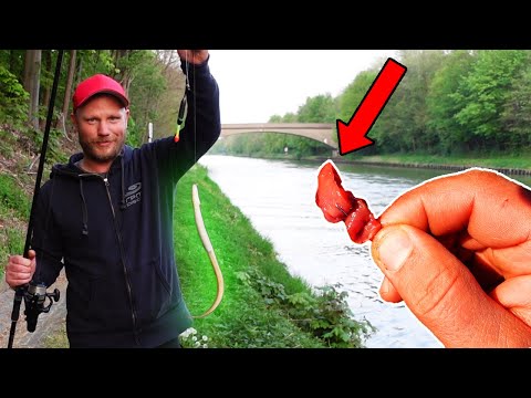 HÜHNERHERZ VS. TAUWURM - AAL angeln im Kanal