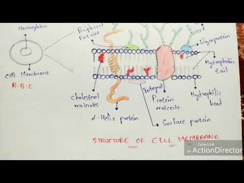 POINT MUTATION BY PHANINDRA GUPTHA
