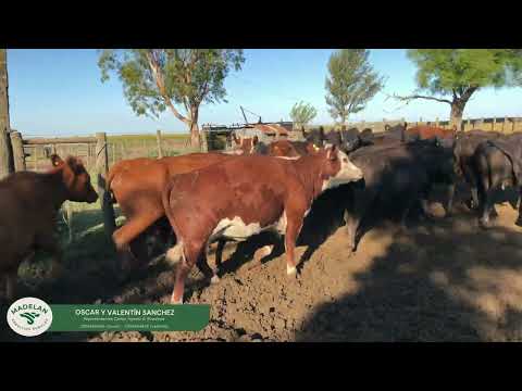 ELVASQUI_20 VACAS DE INVERNADA en CARLOS TEJEDOR, BUENOS AIRES