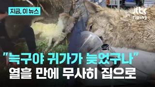 가출했던 늑구, 무사히 집으로…맥박·체온 정상｜지금 이 뉴스