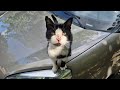 Hungry Tuxedo Cat Came Running To Me To Get Food From Me