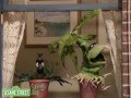 Sesame Street Desperate Houseplants