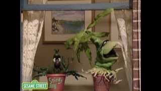 Sesame Street: Desperate Houseplants