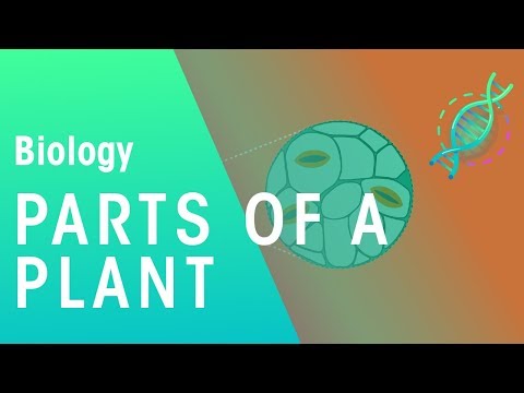 Parts of a Plant | Plant | Biology | FuseSchool