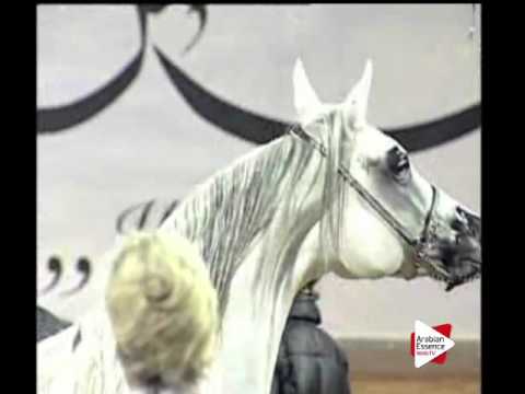 N.126 AJ CASANDRA - Ajman 2016 - Mares 5 to 8 years old (Class 5)