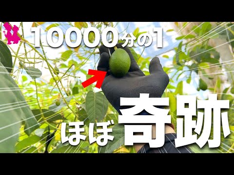 アボカドの木を地中で維持するにはどうすればよいですか?たくさんの実を収穫するための上手なお手入れの秘訣！  庭園